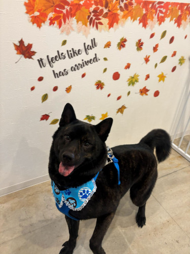 トーゴー.jpg