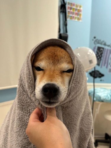 こはる.jpg