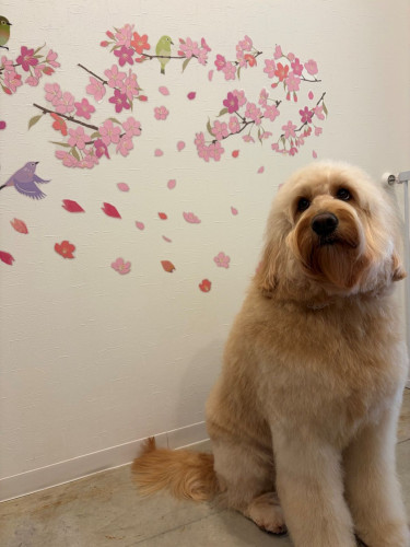ラテ　4月.JPG