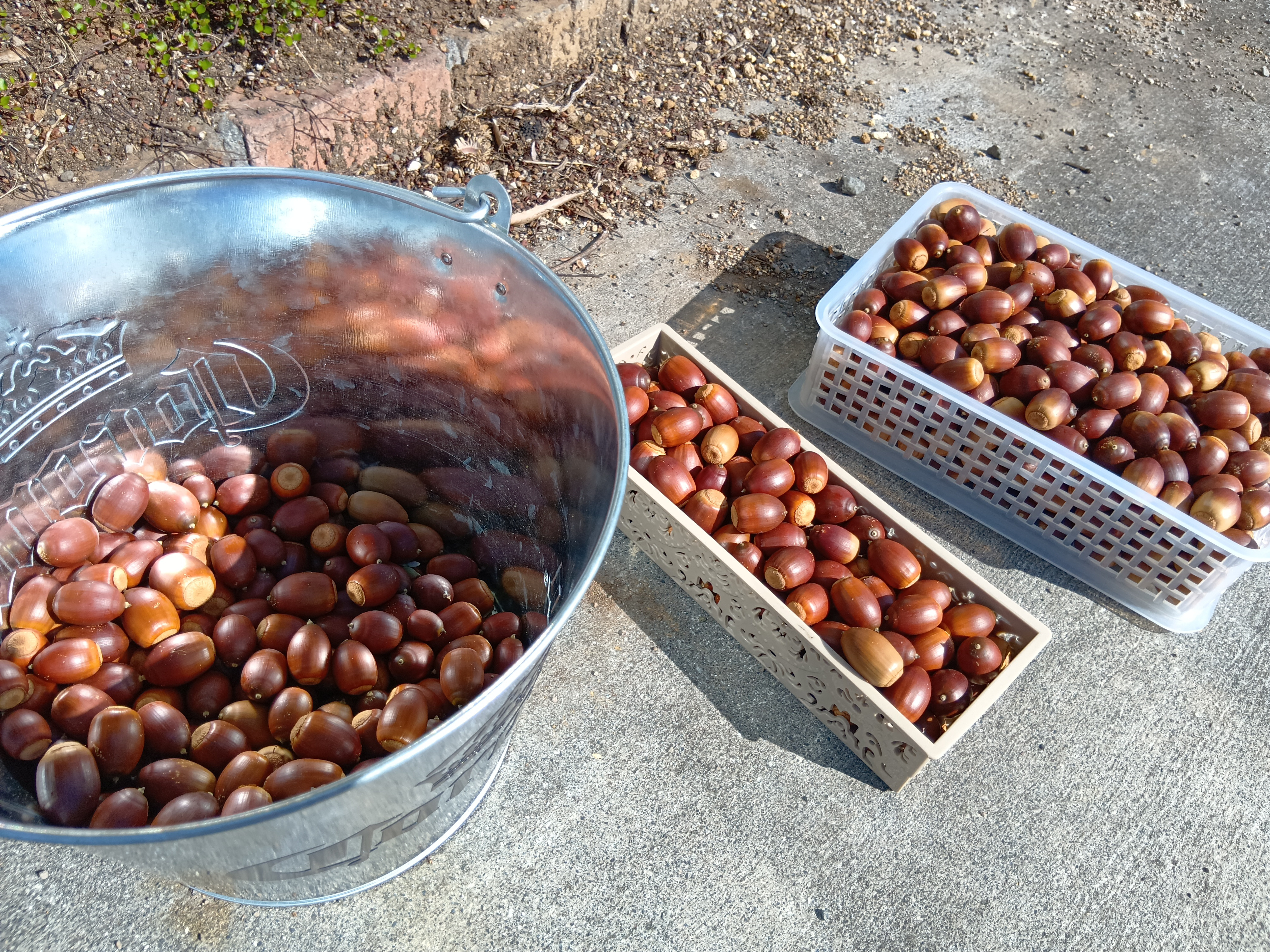 気持ちの良い朝のどんぐりさん