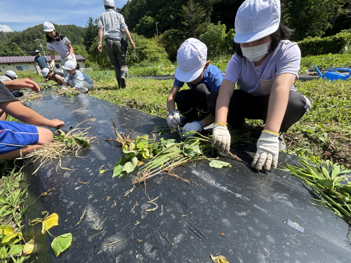 サツマイモ定植