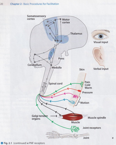 PNF receptors.jpg