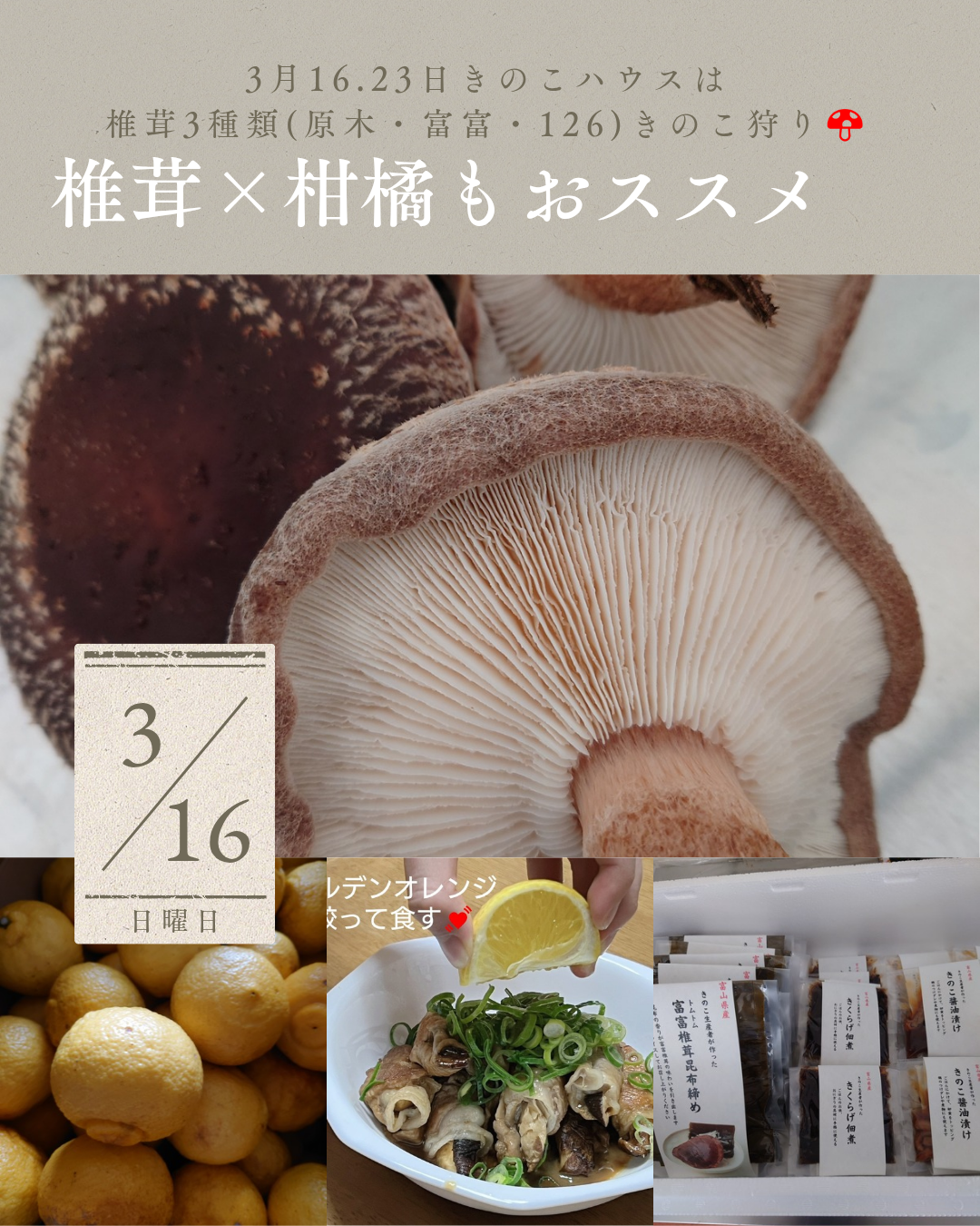 3月きのこハウス直売は16日・23日の９時～です🍄