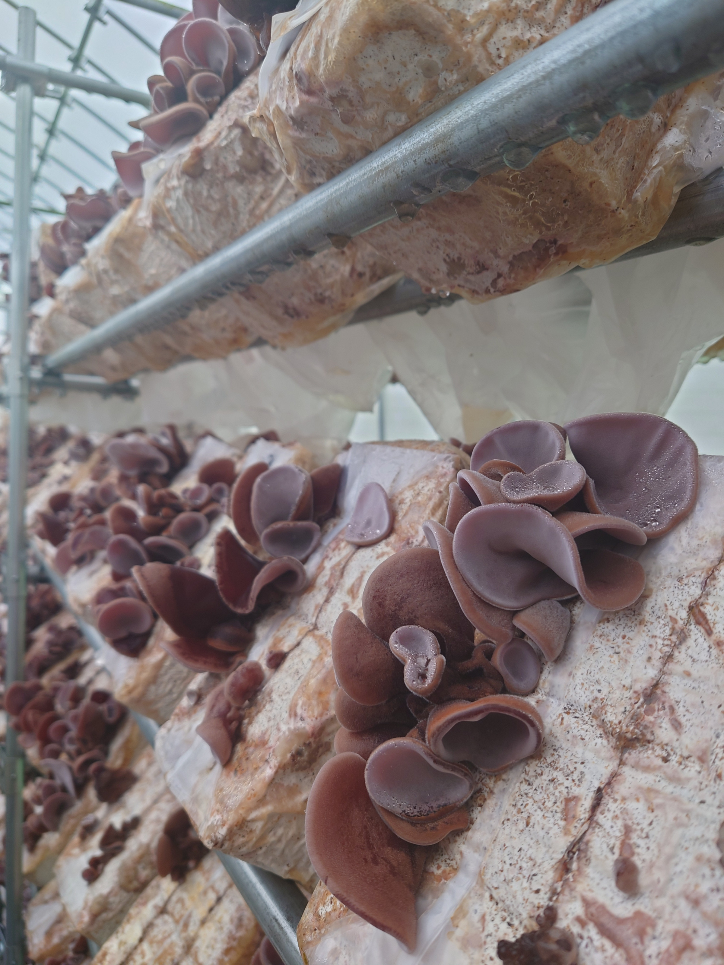 夏が旬きくらげ！！