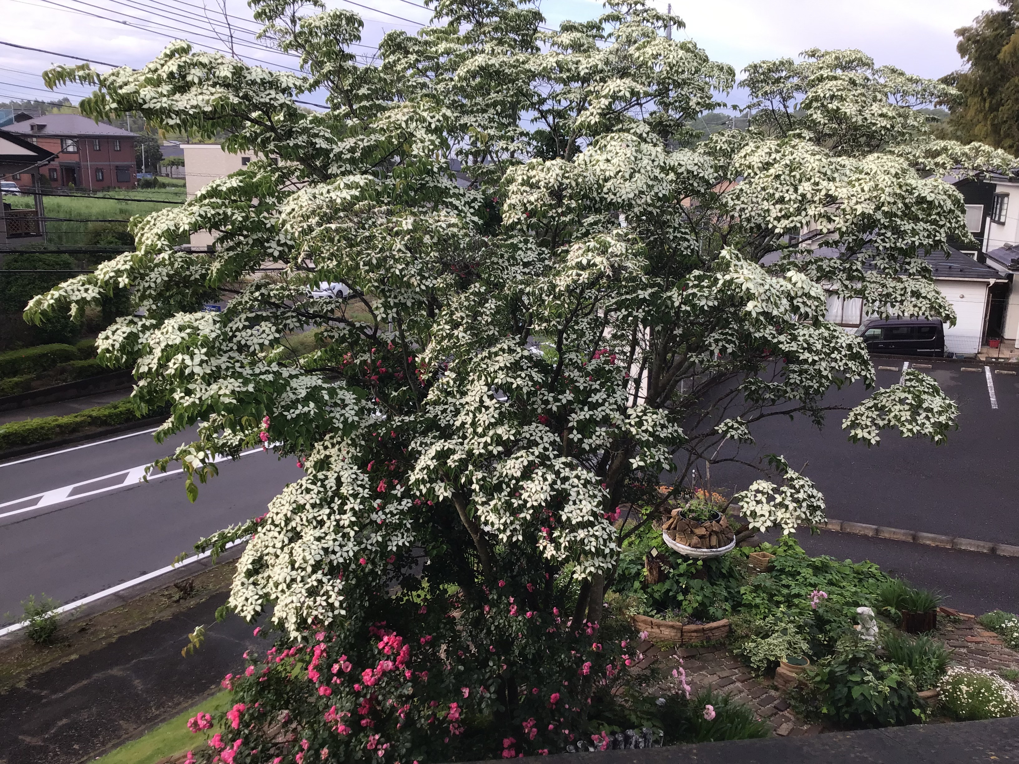 6月定休日のお知らせ