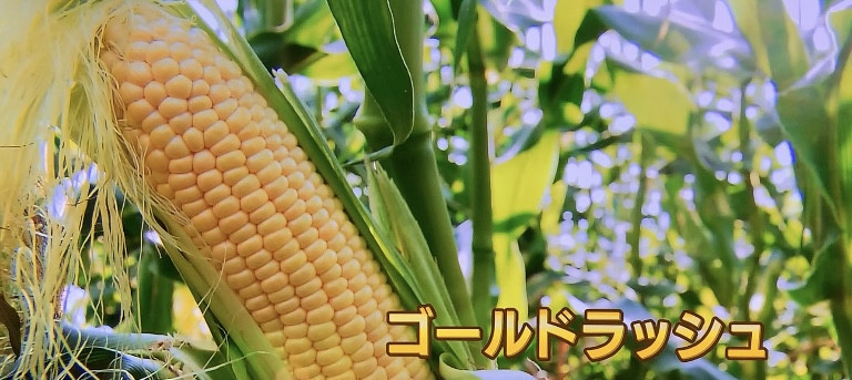 ゴールドラッシュ