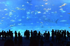 churaumi-aquarium-2407812_640.jpg