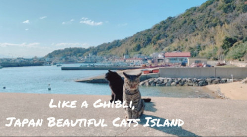 自分でできるヨガで内観☆猫の島の海の音