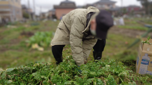 農作業 ぼかし 1.JPG