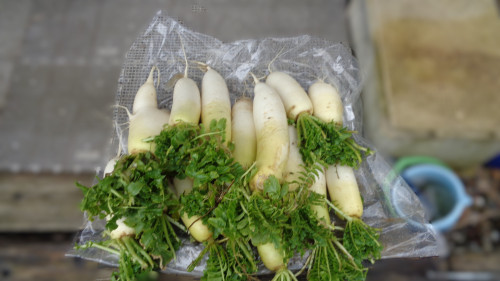 農作業 ぼかし 4.JPG