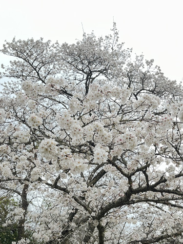 【桜】