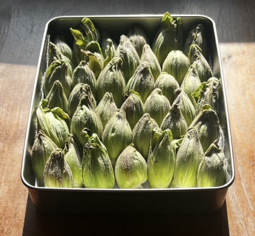 【ふきのとう】