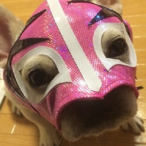 ミミちゃん.jpg