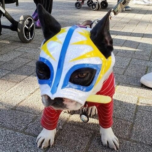 ブチの助ちゃん.jpg
