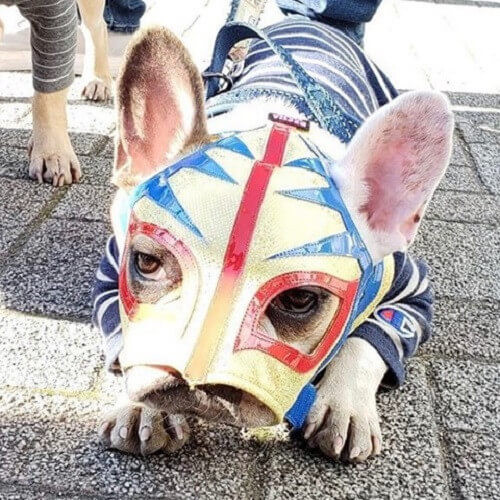 コブの助ちゃん.jpg