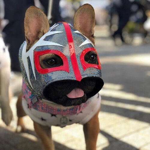 コングちゃん.jpg