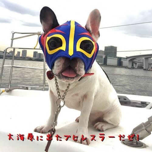 虎太朗ちゃん.jpg
