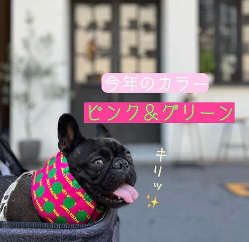 あんこちゃん