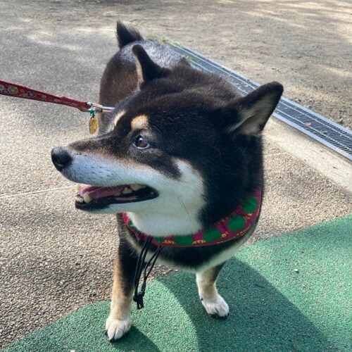 サラちゃん