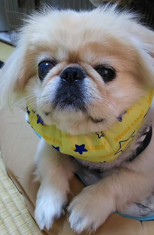 とうふちゃん