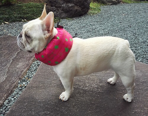 金太ちゃん