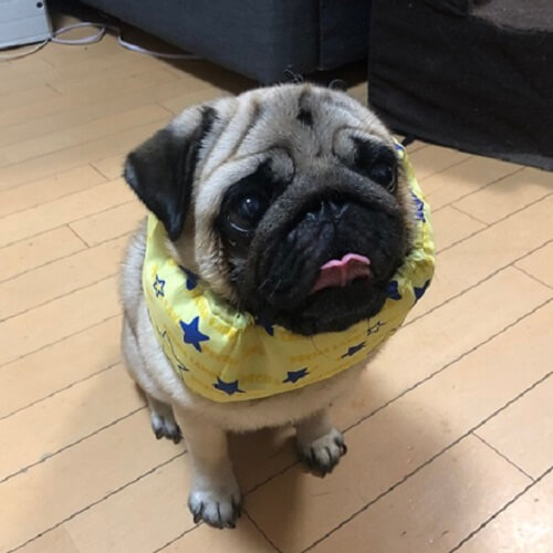 がんもちゃん