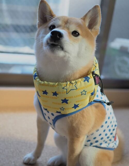 寅次郎君