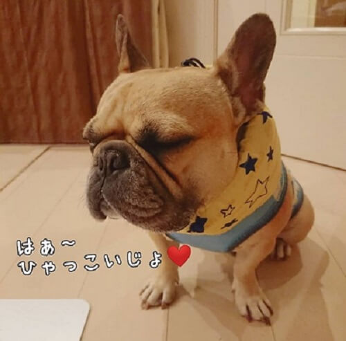 カブさん
