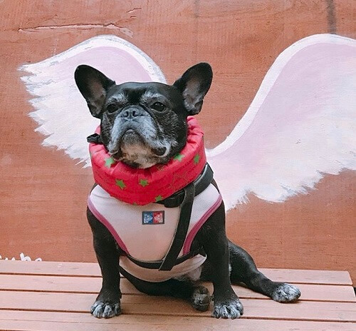 おとめちゃん