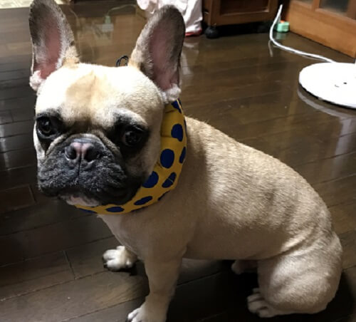 ぶん太ちゃん