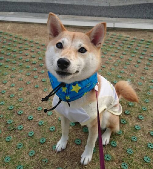 はなちゃん