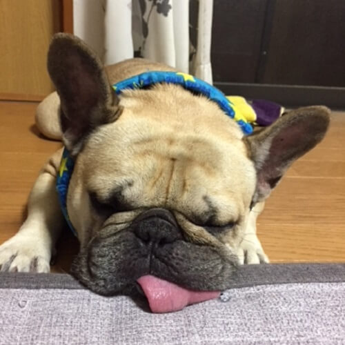 ちびちゃん