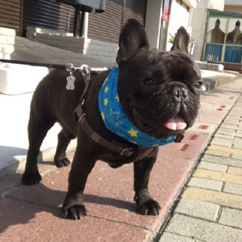 ブル太ちゃん