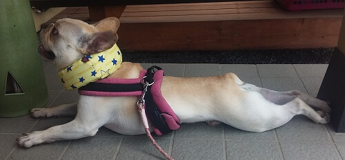ししゃもちゃん