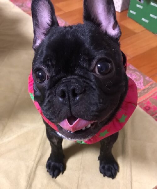 モモちゃん