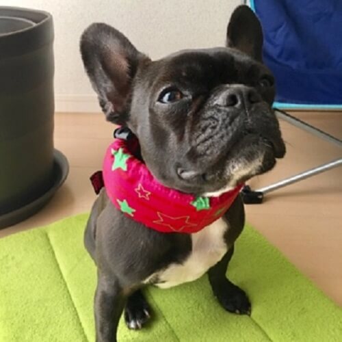 あずきちゃん