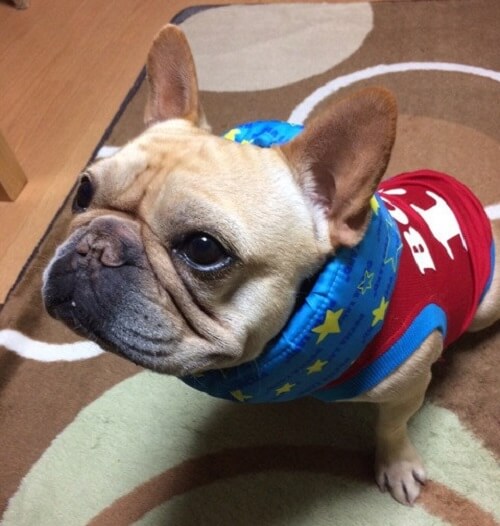 ぼす君