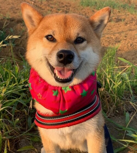 首クールを着けた柴犬のイチちゃん.jpeg