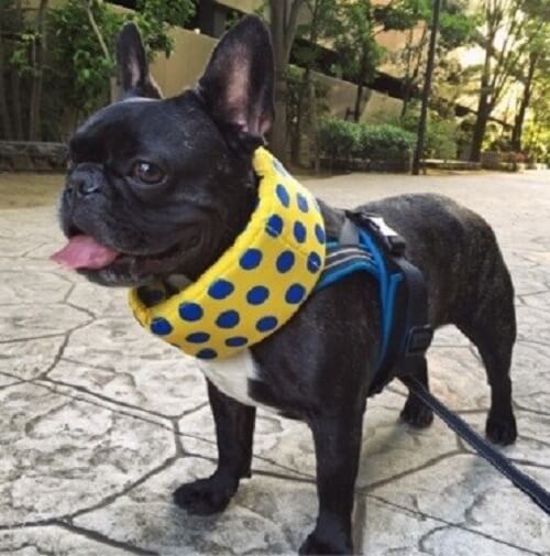 アレンちゃん