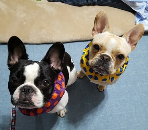 ブチの助＆チャブの助