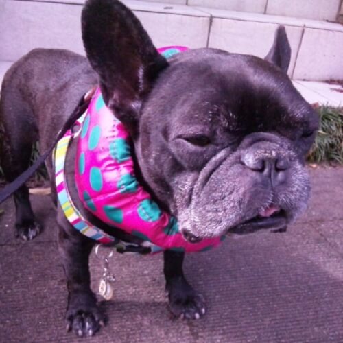 booちゃん