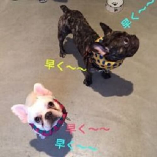 ぶぅ介＆O次郎ちゃん