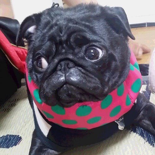 むぎちゃん
