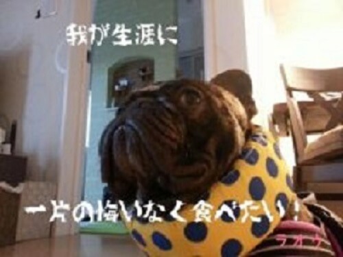 ラオウちゃん