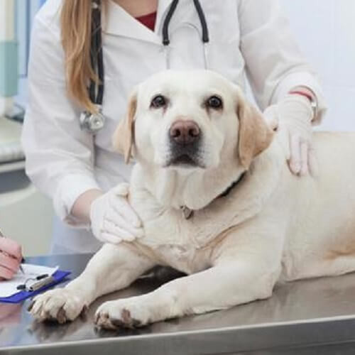動物病院で診察を受ける犬.jpeg