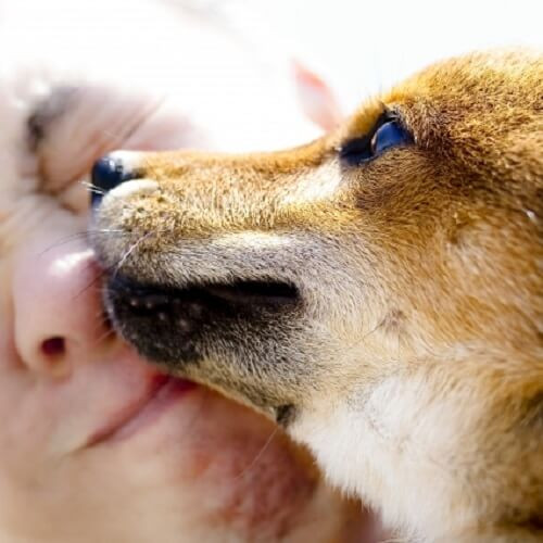 飼い主の顔を舐める犬.jpg