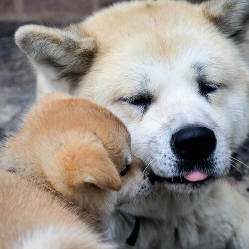 犬の親子.jpg