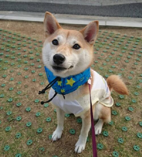 首クールを着けてお散歩する柴犬.jpg