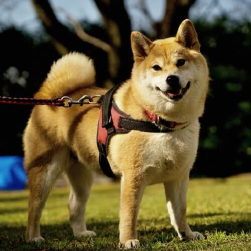 公園で遊ぶ柴犬.jpg