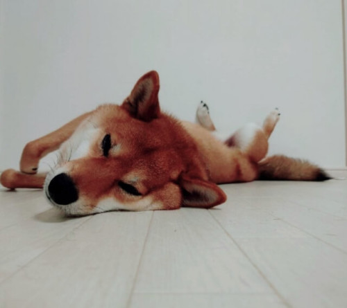 グッタリする柴犬.jpg